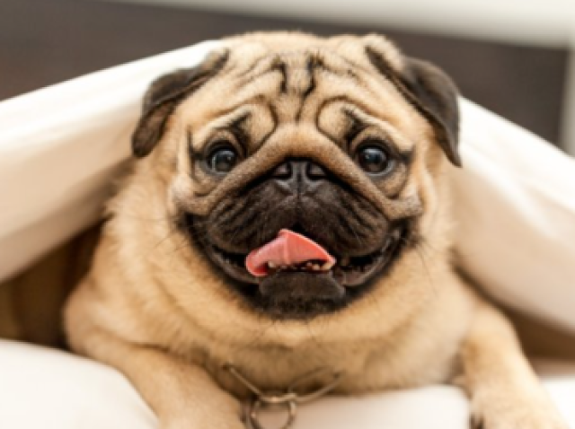 9. Sagitário: Pug