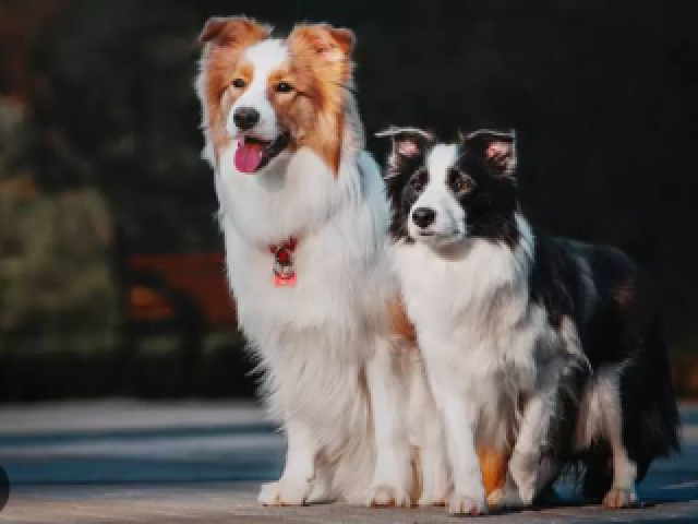 Capricórnio: Border Collie