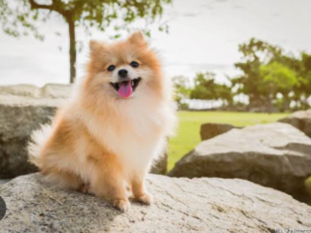 Aquario: Lulu da Pomerânia