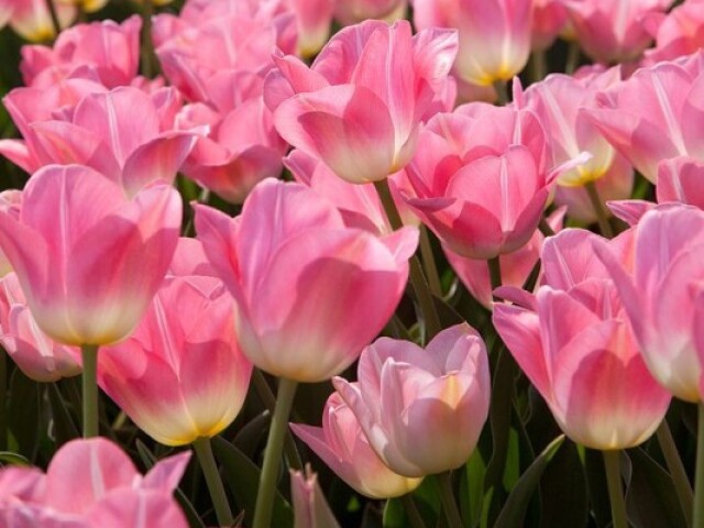 tulipa