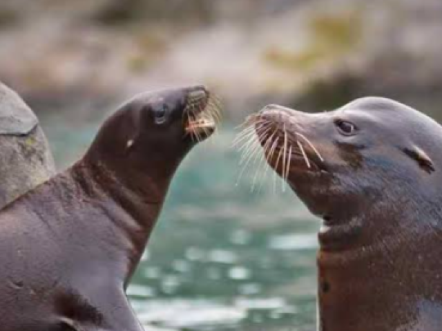 Aquário: Foca