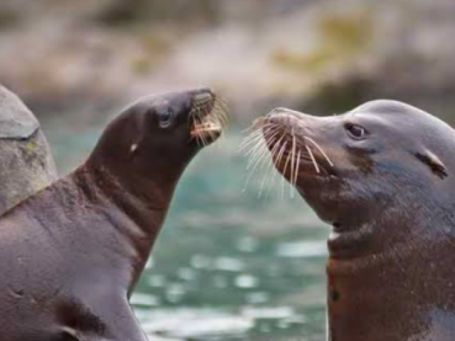 1. Aquário: Foca