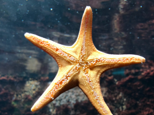 Peixes: Estrela-do-mar