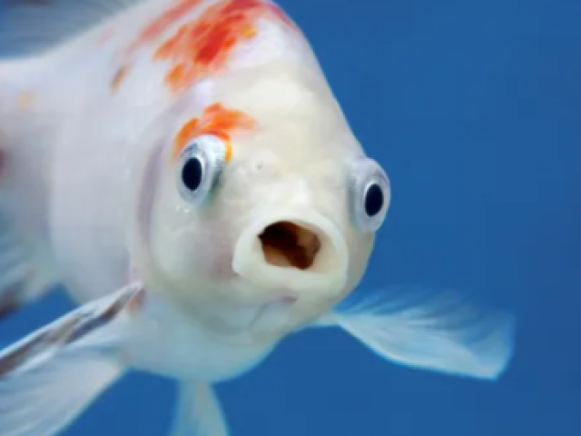 Áries: Peixe