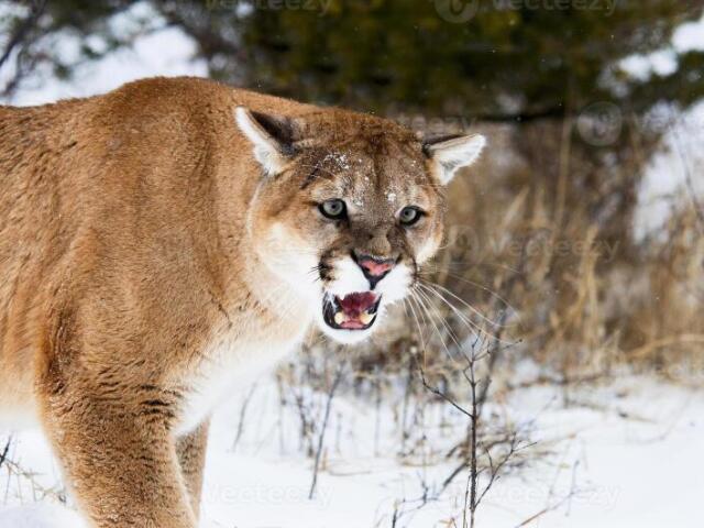 Puma / Onça-parda / Leão-da-Montanha