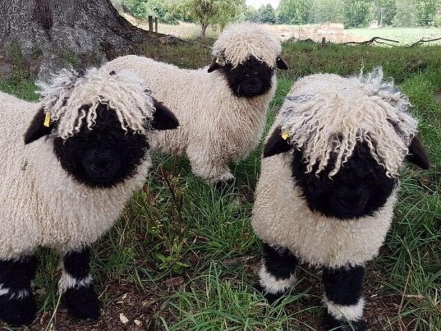 Valais Blacknose