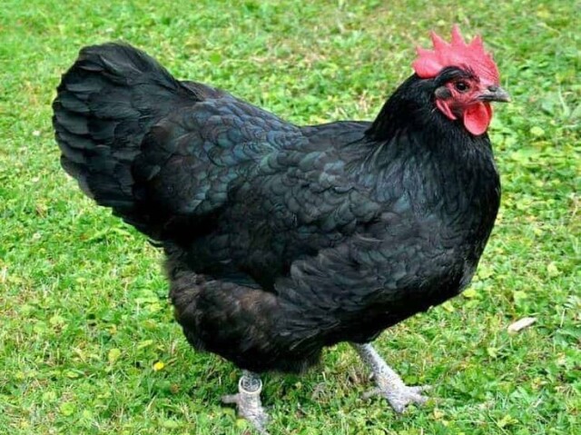 Australorp