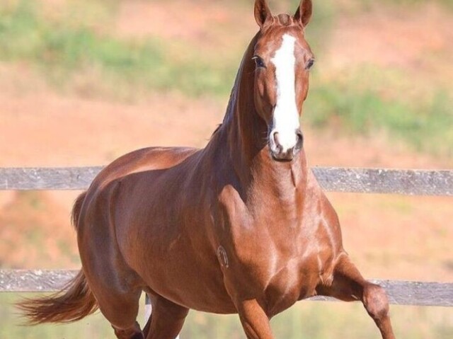 Cavalo Mangalarga Marchador