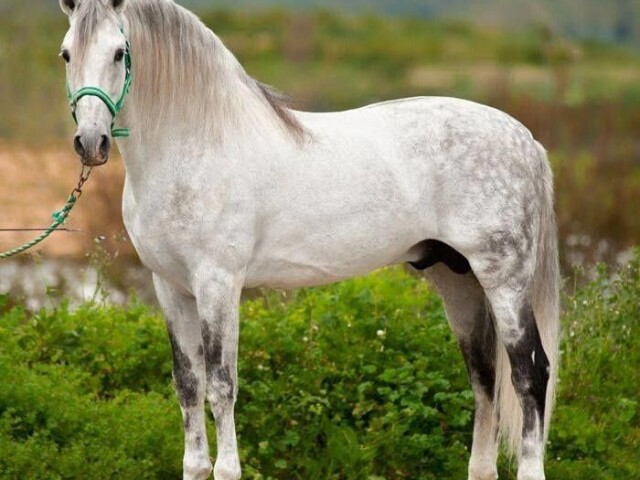 Cavalo Andaluz