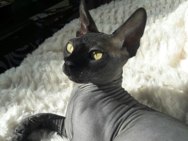 Sphynx