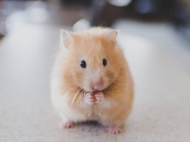 Hamster