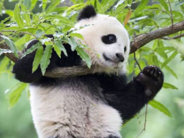 Urso panda