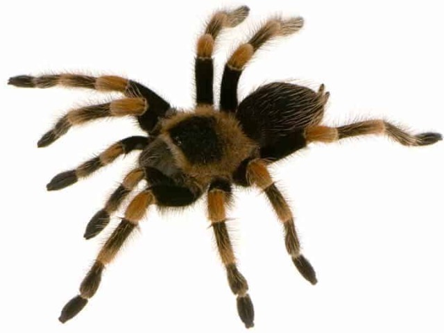 Aranha