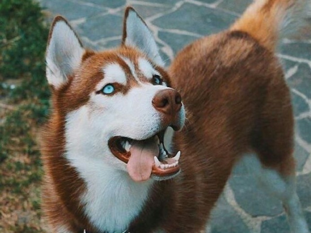 Husky ❤️