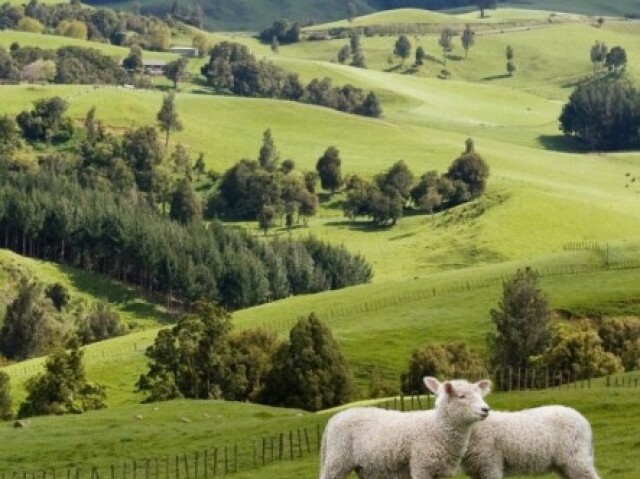 Nova Zelândia 🇳🇿