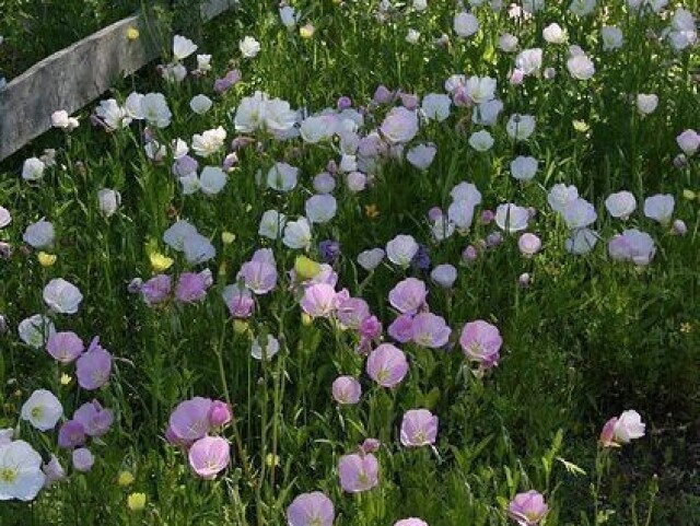 Plantação de flores