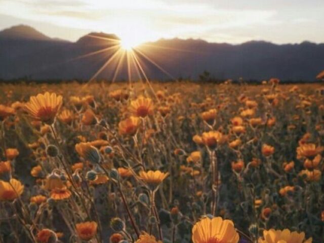 No campo perto da onde eu estava pegando algumas flores.~