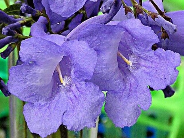 Jacarandá