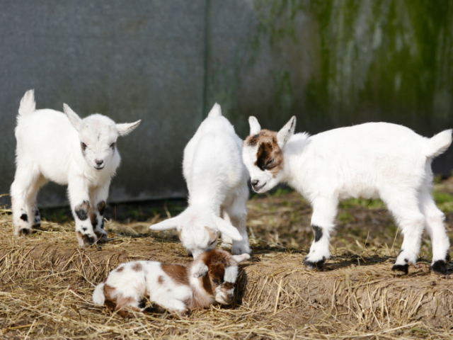 Mini-cabras