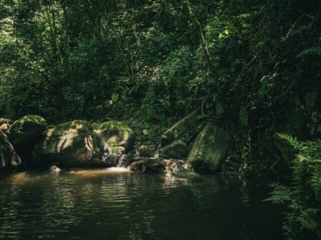 Floresta Fechada