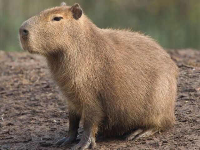 Capivara