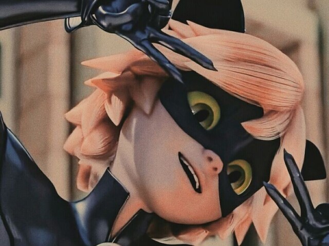 Cat noir