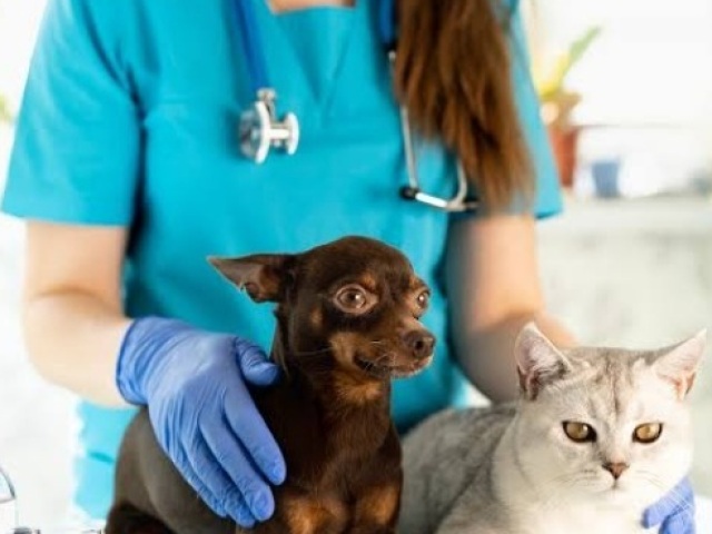 Veterinária