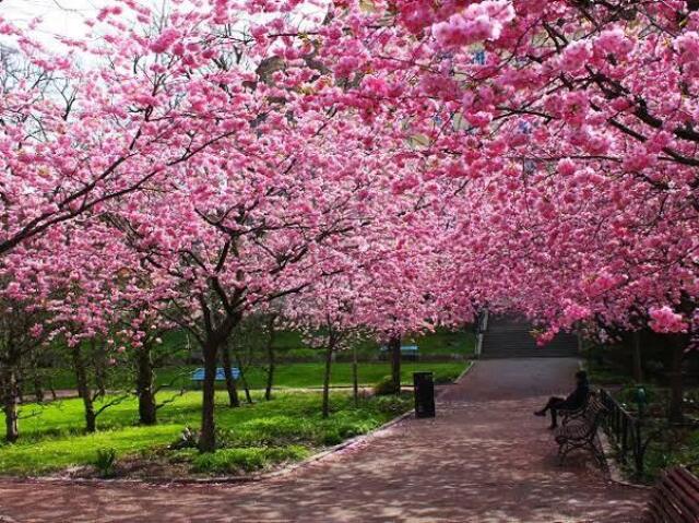 Floresta de sakura