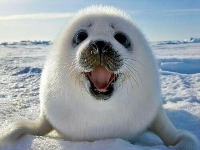 Foca