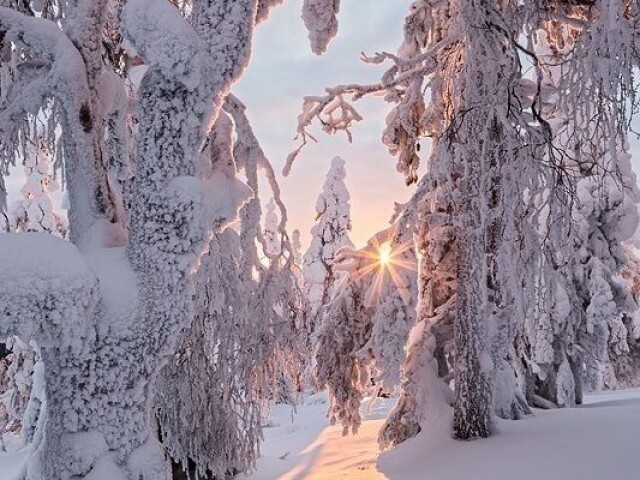 Floresta nevada ❄️