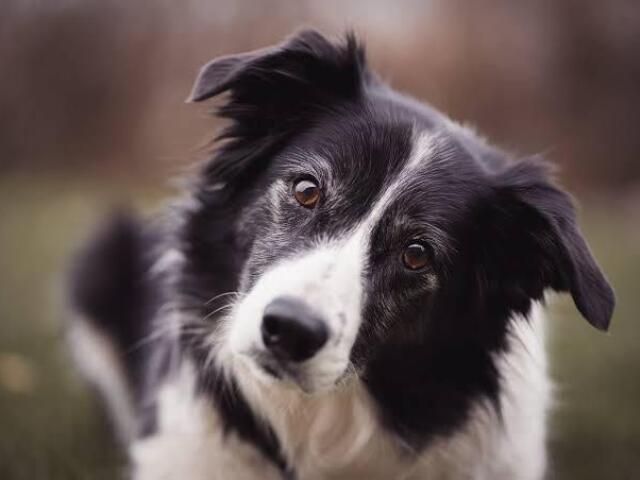 Border collie