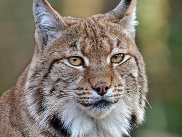 Lince