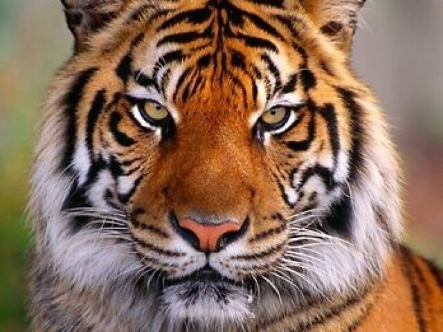 Tigre