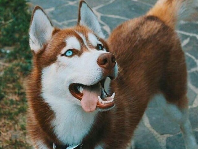 Husky