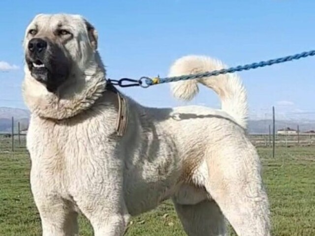 Kangal