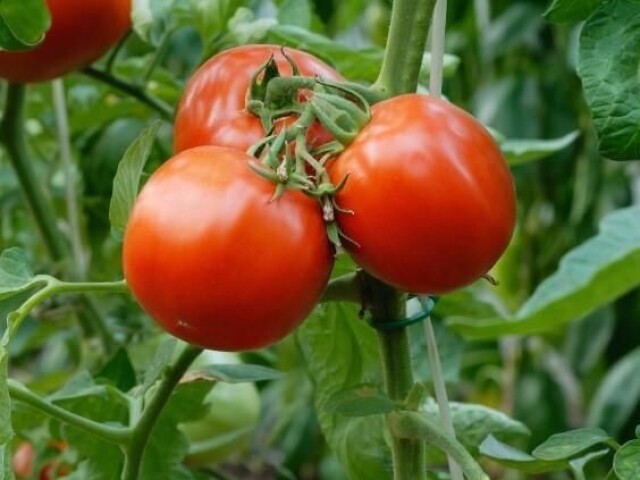 Tomate