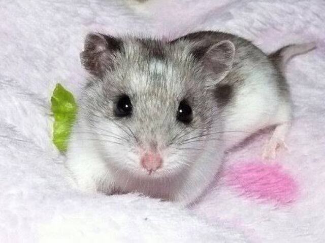 Hamster