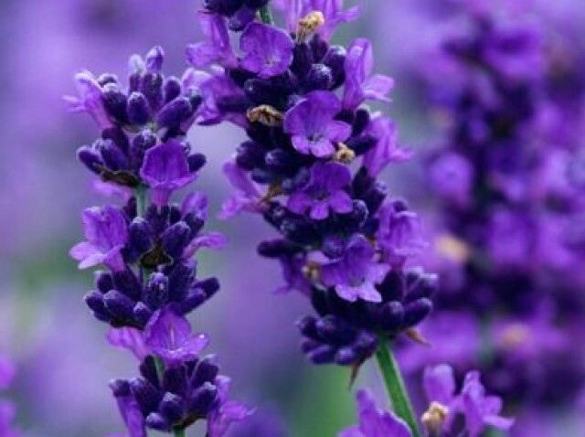 Lavanda