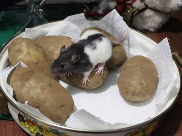 Ratazana com batata