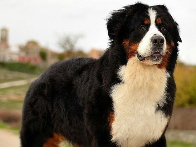 1* um cachorro muito grande e peludo