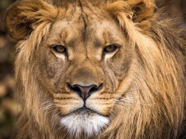 leão🦁