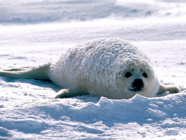 foca