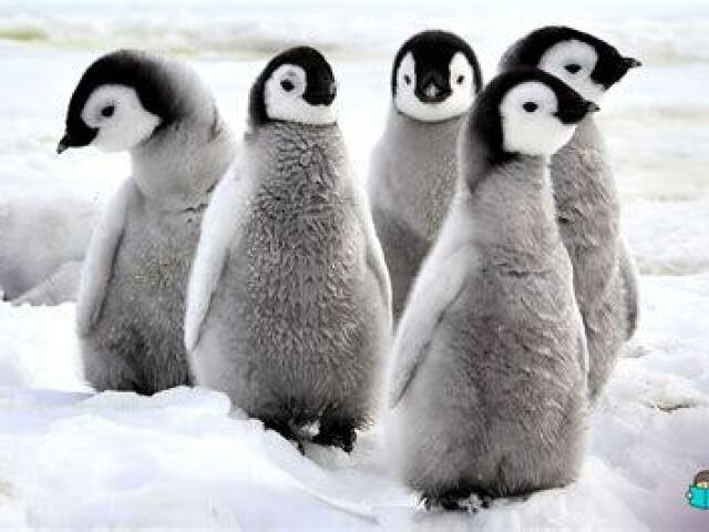 pinguin