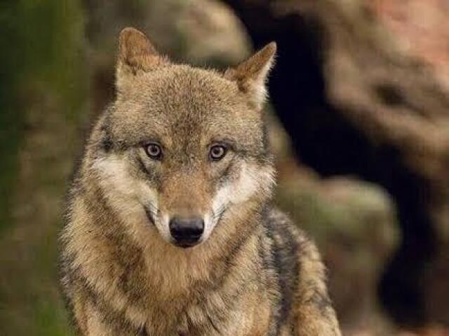 2
LOBO DA TERRA