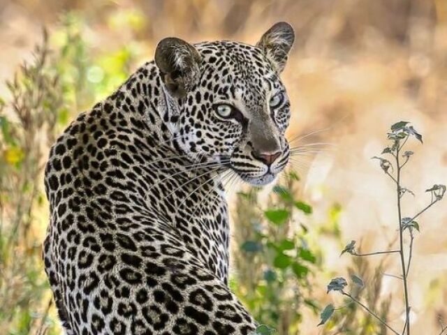 Leopardo🐆