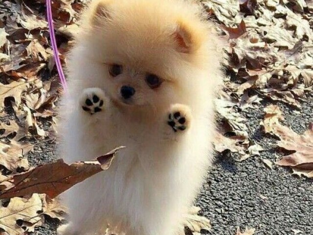Cachorro