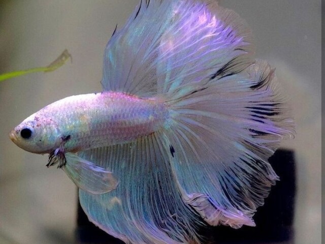 Peixe