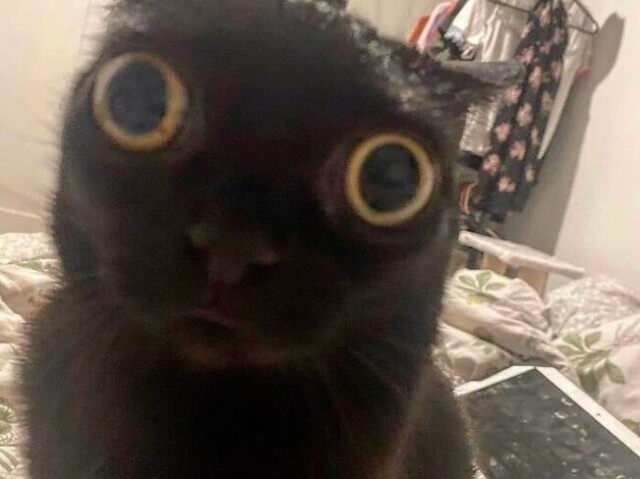 Gato