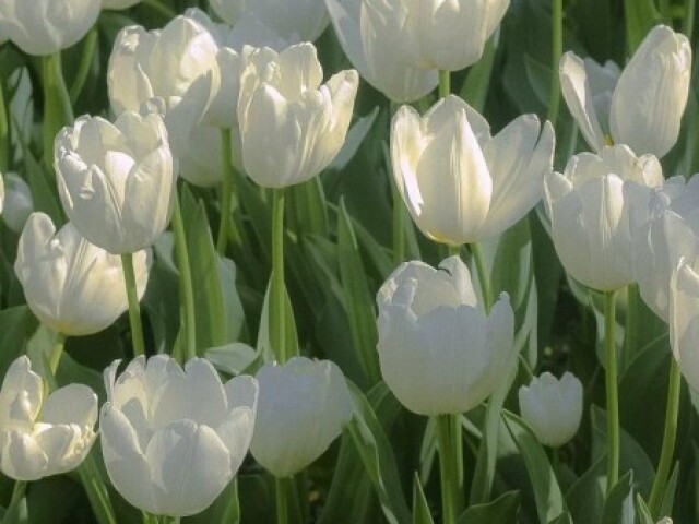 Tulipas