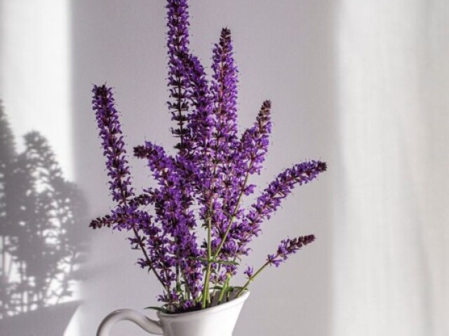 Lavanda